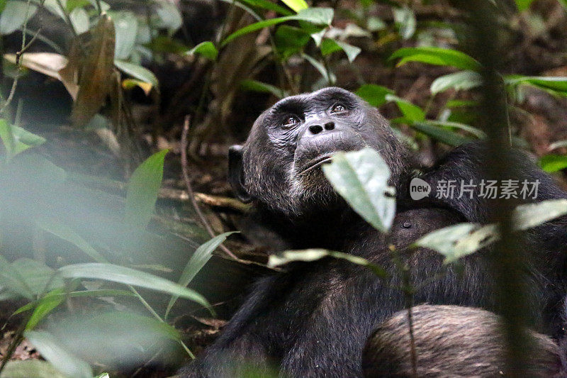 乌干达:看向天空的黑猩猩- Kibale森林